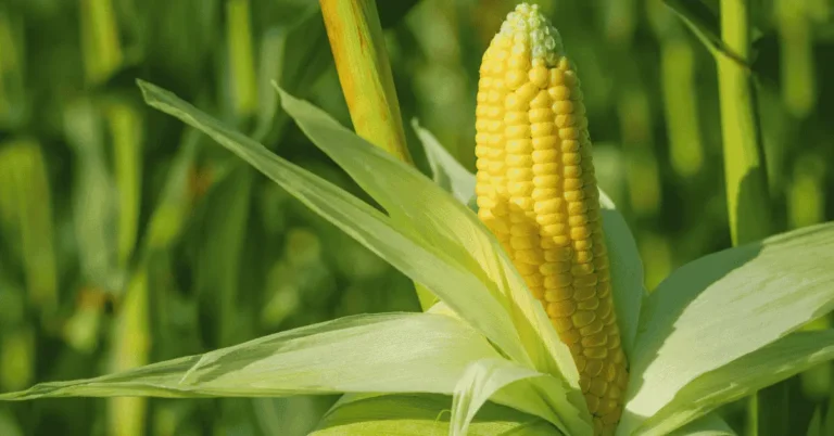 fpo corn