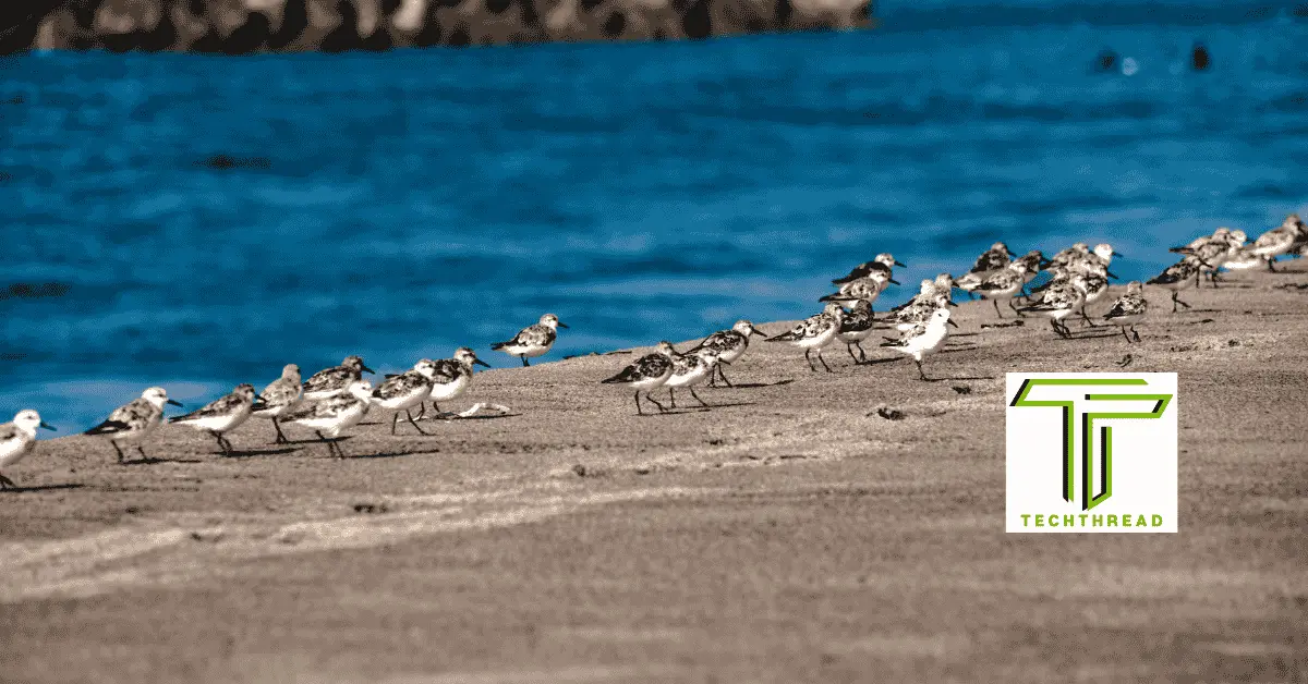 shore birds of italy